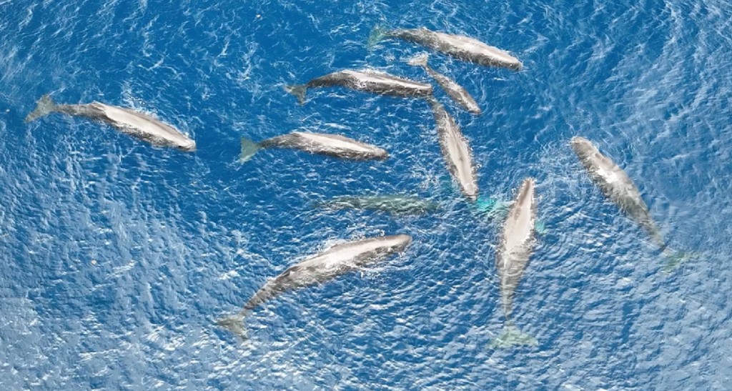 sperm_whale_unit_a_sci_rep_2026.png