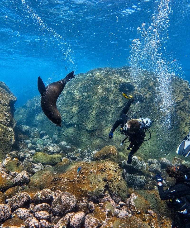 Diving with a sea lion